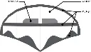 Backbonestructure.webp